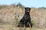 ROTTWEILER 164